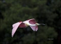 Roseate-Spoonbill;Spoonbill;Breeding-Plumage;Flight;flying-bird;one-animal;close